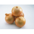 Fresh Yellow Onion with Middle Size for MID-East Market
